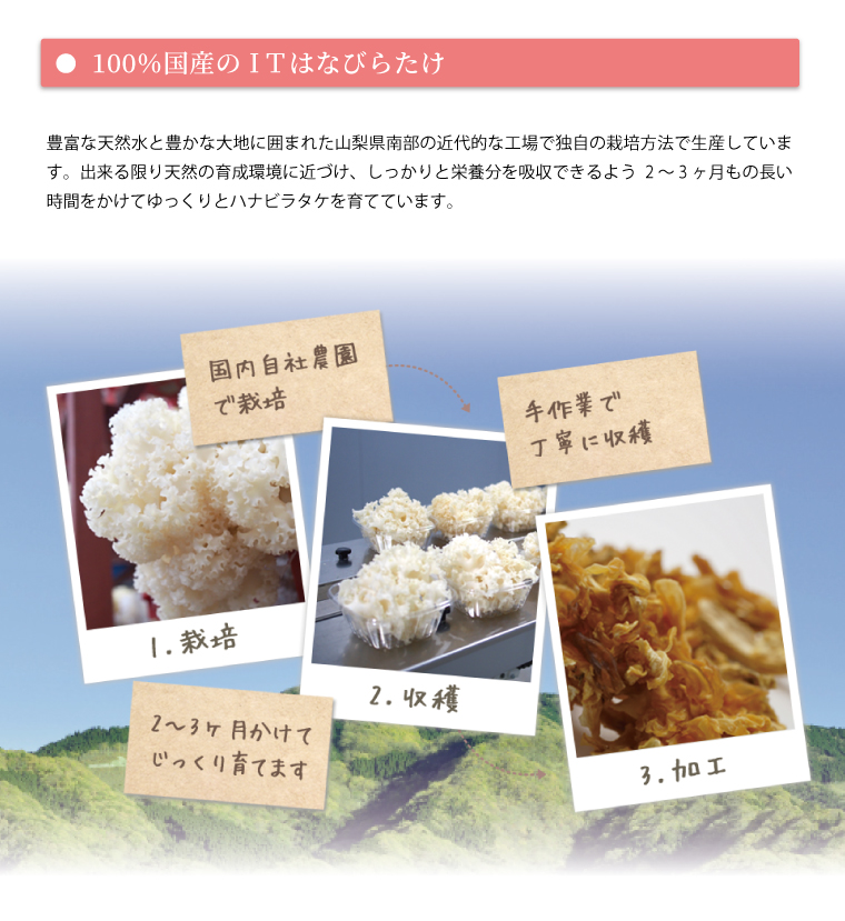 豊富な天然水と豊かな大地に囲まれた山梨県南部の近代的な工場で独自の栽培方法で生産しています。できる限り天然の生育環境に近づけ、しっかりと栄養分を吸収できるよう2～3カ月もの長い時間かけてゆっくりとハナビラタケを育てています。