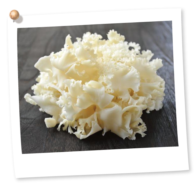 ハナビラタケってどんなキノコ？