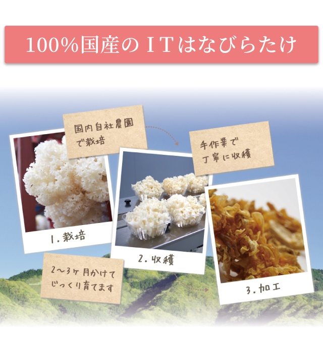 100%国産のITはなびらたけ